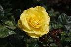 Golden Wedding rose photo