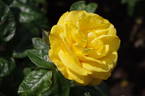 Golden Wedding rose photo