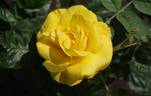 Golden Wedding rose photo