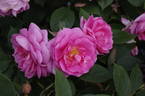 Cariad rose photo