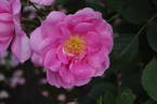 Cariad rose photo