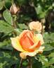Simply the Best rose photo