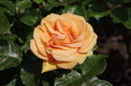Simply the Best rose photo