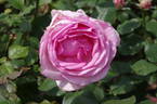Westminster Pink rose photo