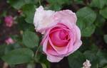 Westminster Pink rose photo