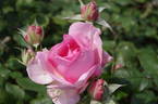 Westminster Pink rose photo