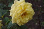 Especially for You rose photo