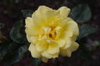 Especially for You rose photo