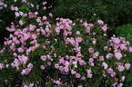 Anne Boleyn rose photo