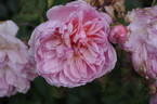 Anne Boleyn rose photo