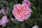 Anne Boleyn rose photo