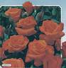 Tequila ® rose photo