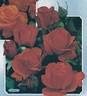 Chorus ® rose photo