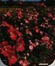 Schloss Heidegg rose photo