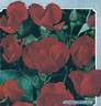 Mathias Meilland ® rose photo