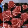 Kalinka rose photo