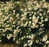 Alba Meidiland ™ rose photo