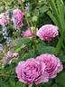 Lavender Ice rose photo