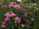 Lawinia rose photo