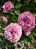 Lavender Ice rose photo