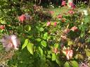 Madame Jules Thibaud rose photo