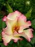 Liolà rose photo