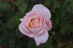 Sight Saver rose photo