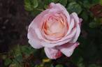 Sight Saver rose photo