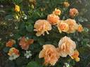 Hansestadt Rostock rose photo