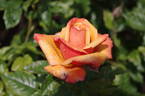 Remember Me ® rose photo