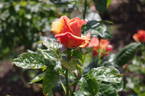 Remember Me ® rose photo
