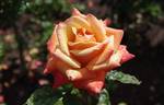 Remember Me ® rose photo