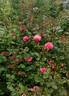 Melusina rose photo