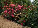 Melusina rose photo