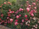 Melusina rose photo