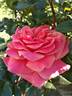 Melusina rose photo