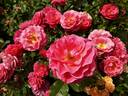 Melusina rose photo
