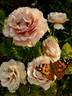 Mokarosa rose photo