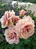 Mokarosa rose photo