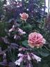 Mokarosa rose photo