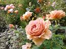 Mokarosa rose photo