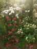 Morden Cardinette rose photo