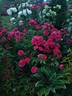 Morden Cardinette rose photo
