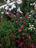 Morden Cardinette rose photo