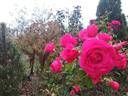 Morden Cardinette rose photo