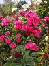 Morden Cardinette rose photo