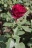 Deep Secret rose photo