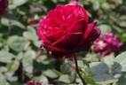 Deep Secret rose photo