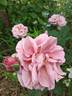 Nimbus rose photo