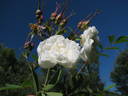 Conestoga rose photo